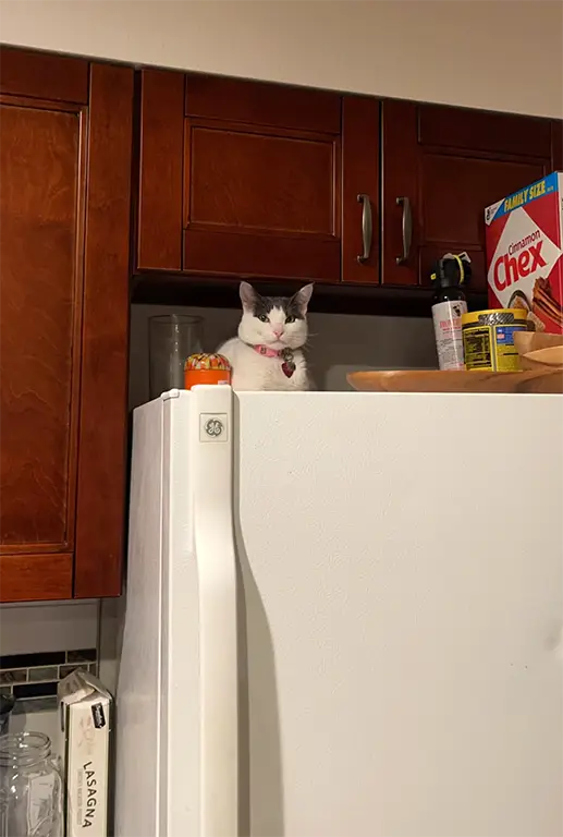 Top of Fridge Decor Ideas
