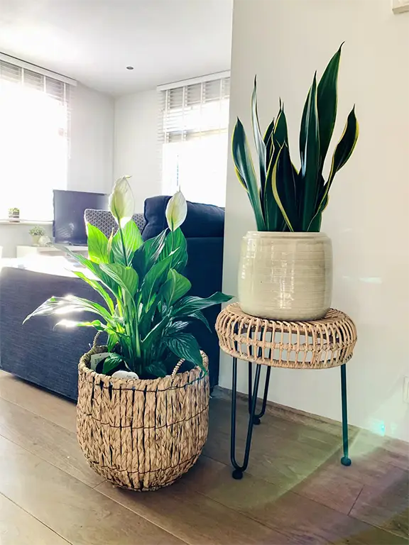 Decorate a Living Room with Plants