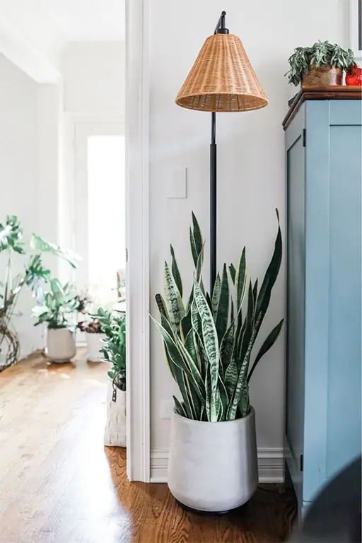 Decorate a Living Room with Plants